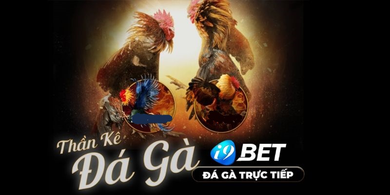 Về đá gà trực tiếp gà đòn i9bet