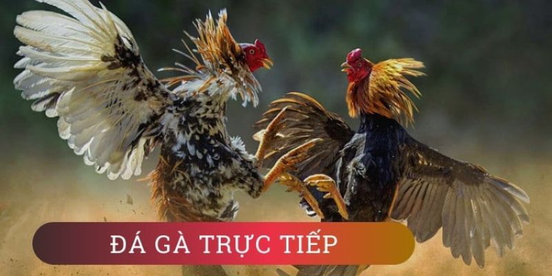 Xem đá gà trực tiếp gà đòn full HD